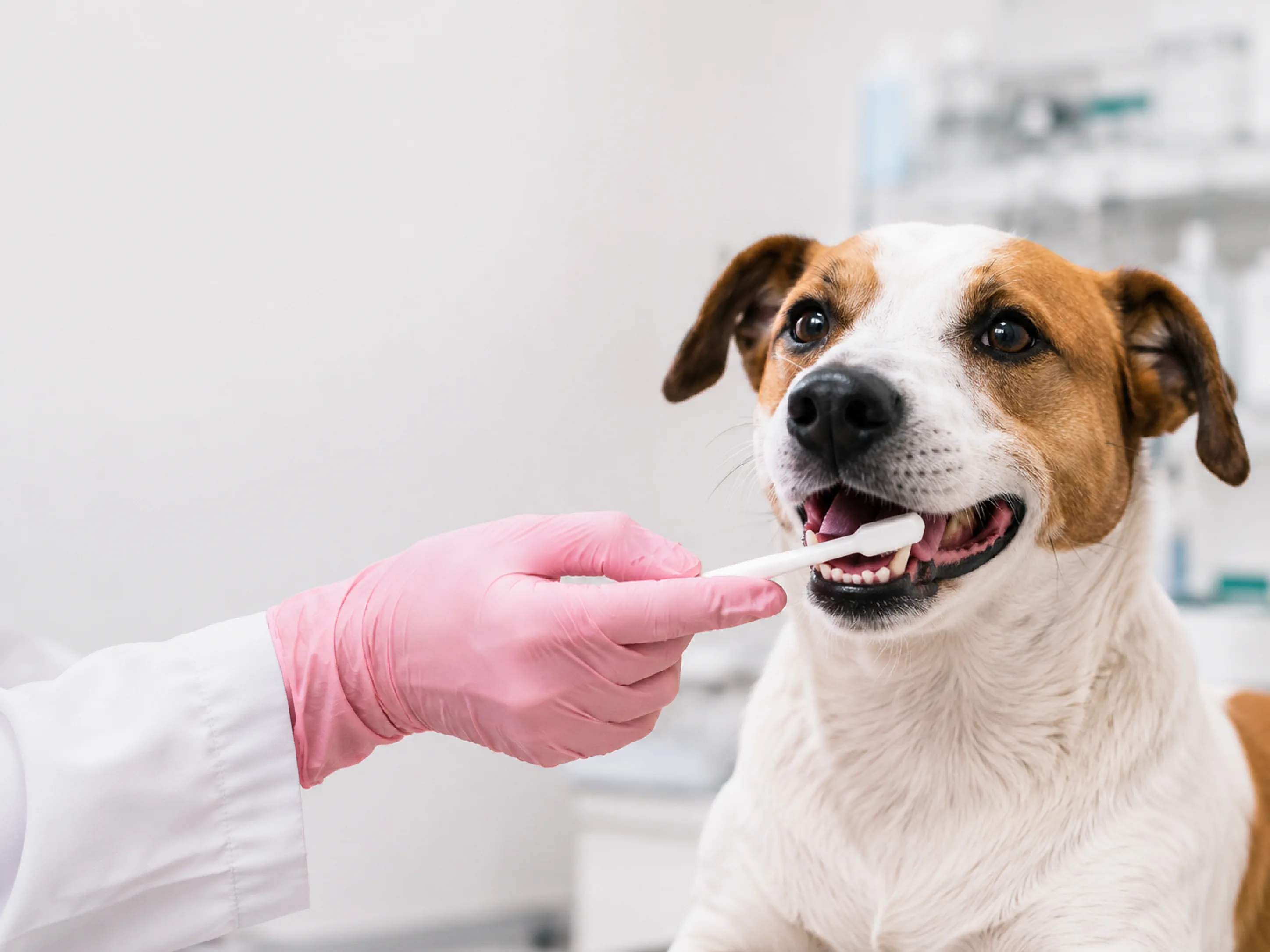 Odontologia Veterinária